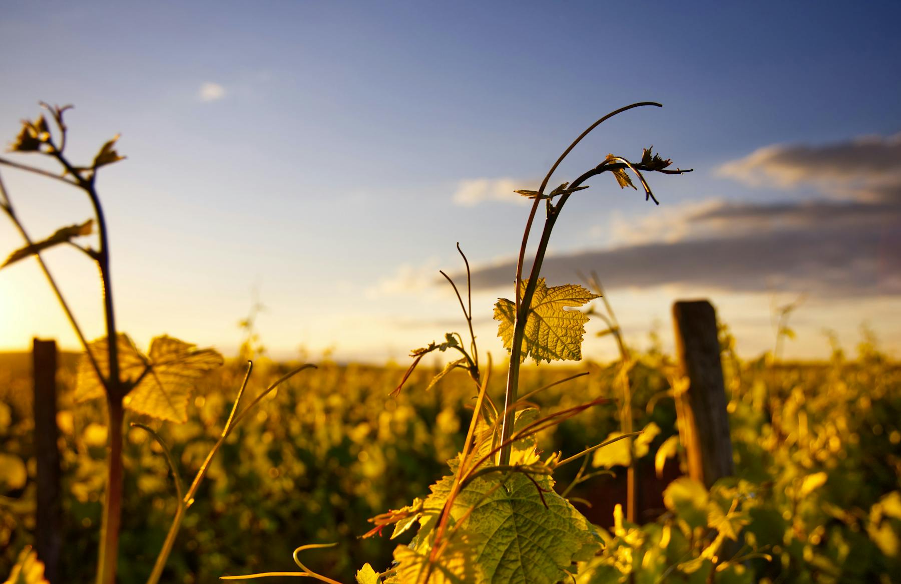 Vignes des vendanges prometeusses de 2023